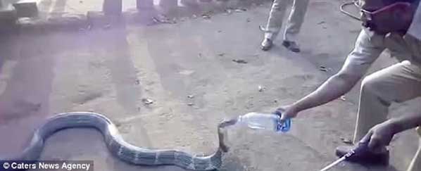 Kehausan, King Cobra Minum Air Botol